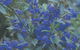 Kalamunda National Park - thumb 2