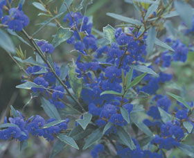 Kalamunda National Park - Accommodation Bookings 2