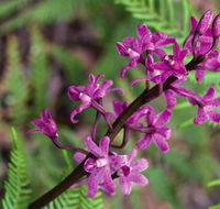 Cassinia walking track - Accommodation Bookings