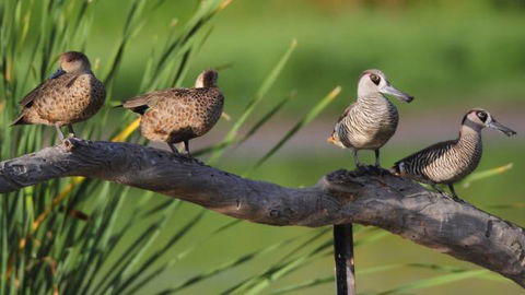 Jerrabomberra Wetlands - Accommodation Bookings 2