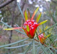 Glenbrook Native Plant Reserve and Nursery - Accommodation Bookings