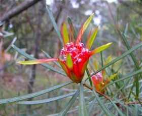 Glenbrook Native Plant Reserve And Nursery - Accommodation Bookings 0