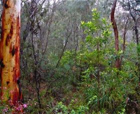 Glenbrook Native Plant Reserve And Nursery - Accommodation Bookings 2