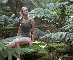 Barrington Tops National Park - Honeysuckle Forest Track - Accommodation Bookings 0