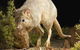 Kanyana Wildlife Rehabilitation Centre - thumb 0