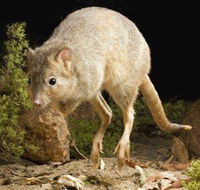 Kanyana Wildlife Rehabilitation Centre - Accommodation Bookings