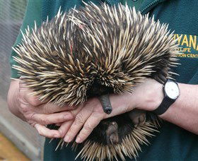 Kanyana Wildlife Rehabilitation Centre - Accommodation Bookings 2