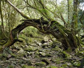 Mitchell River Walking Track - Accommodation Bookings 0