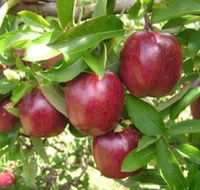 Top 40 Orchard - Accommodation Bookings