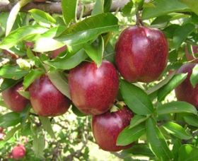 Top 40 Orchard - Accommodation Bookings 0