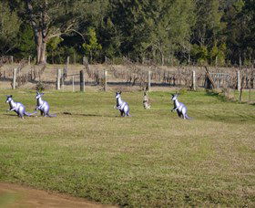 Wollombi Wines - Accommodation Bookings 5