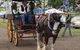 The Australiana Pioneer Village - thumb 5