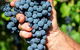 Stonehurst Cedar Creek Vineyard - thumb 5