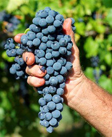 Stonehurst Cedar Creek Vineyard - Accommodation Bookings 5