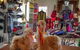 Australian Alpaca Barn - Hunter Valley Gardens - thumb 2