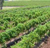 Pokolbin Brothers Wines Hunter Valley - Accommodation Bookings