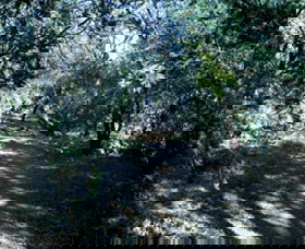 Cave Creek Walking Track - Accommodation Bookings 3