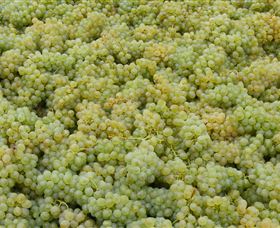 Normanby Wines - Accommodation Bookings 0