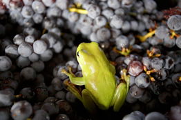 Normanby Wines - Accommodation Bookings 2