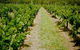 Gartelmann Wines - thumb 0