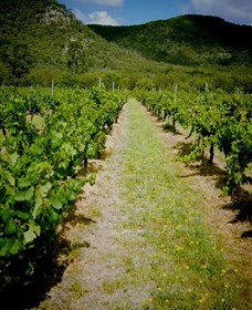 Gartelmann Wines - Accommodation Bookings 0