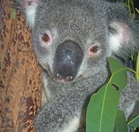 Hunter Valley Zoo - Accommodation Bookings