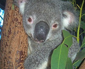 Hunter Valley Zoo - Accommodation Bookings 0