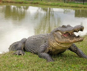 Hunter Valley Zoo - Accommodation Bookings 1