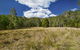 Brush Turkey Track - thumb 1