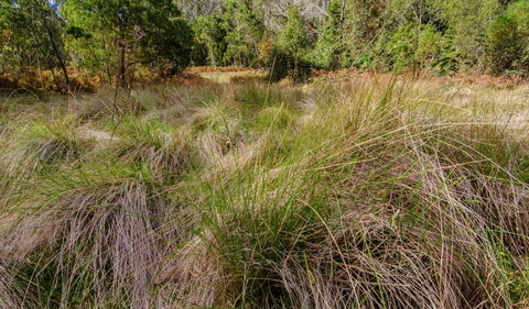 Brush Turkey Track - Accommodation Bookings 2