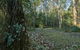Brush Turkey Track - thumb 3