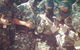 Ultimate Paintball - thumb 1
