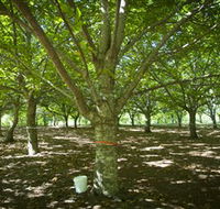 Sassafras Nuts - Accommodation Bookings
