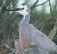 Jack Smith Lake State Game Reserve - Accommodation Bookings