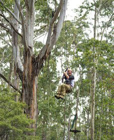 TreeTop Adventure Park Central Coast - Accommodation Bookings 2