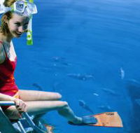 Roy Rufus Artificial Reef Dive Site - Accommodation Bookings