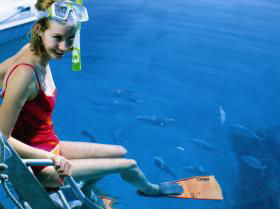 Roy Rufus Artificial Reef Dive Site - Accommodation Bookings 0