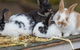 Amazement Farm And Fun Park / Cafe And Farmstay Accommodation - thumb 2