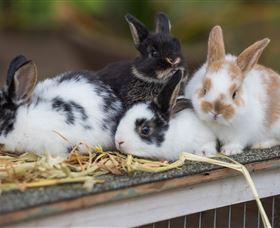 Amazement Farm And Fun Park / Cafe And Farmstay Accommodation - Accommodation Bookings 2