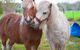 Amazement Farm And Fun Park / Cafe And Farmstay Accommodation - thumb 5