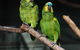 Amazement Farm And Fun Park / Cafe And Farmstay Accommodation - thumb 7