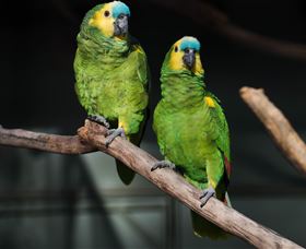 Amazement Farm And Fun Park / Cafe And Farmstay Accommodation - Accommodation Bookings 7