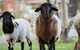 Amazement Farm And Fun Park / Cafe And Farmstay Accommodation - thumb 4