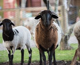 Amazement Farm And Fun Park / Cafe And Farmstay Accommodation - Accommodation Bookings 4
