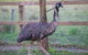 Amazement Farm And Fun Park / Cafe And Farmstay Accommodation - thumb 6