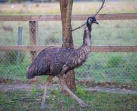 Amazement Farm And Fun Park / Cafe And Farmstay Accommodation - Accommodation Bookings 6