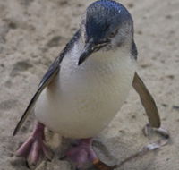 Penguin Island Boardwalks and Walk Trail - Accommodation Bookings