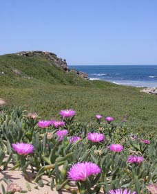 Penguin Island Boardwalks And Walk Trail - Accommodation Bookings 3