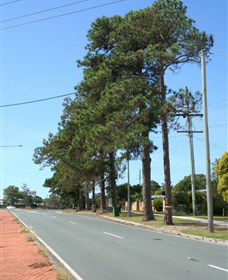 Anzac Memorial Avenue, Redcliffe - Accommodation Bookings 1