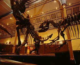 Australian Museum - Accommodation Bookings 1